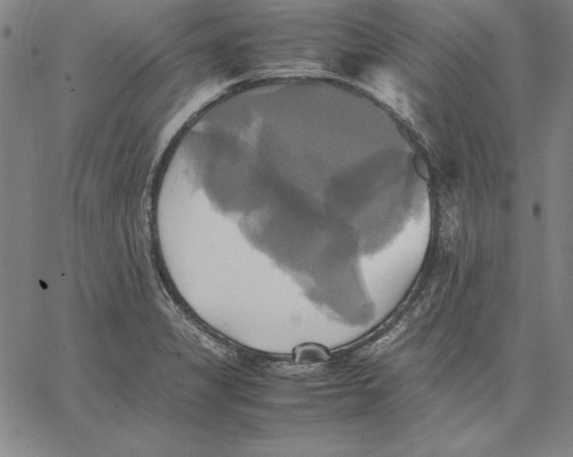 X0000066521325200604071542