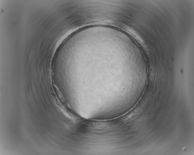 X0000066521332200604071542