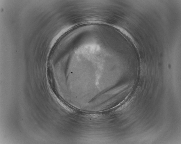 X0000066521333200604071542