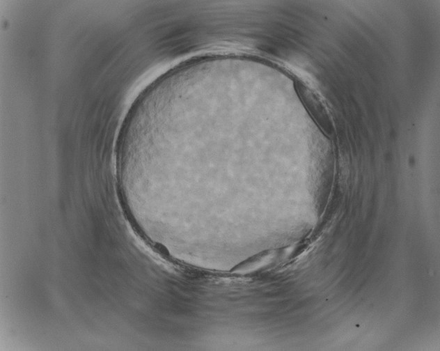 X0000066521335200604071542