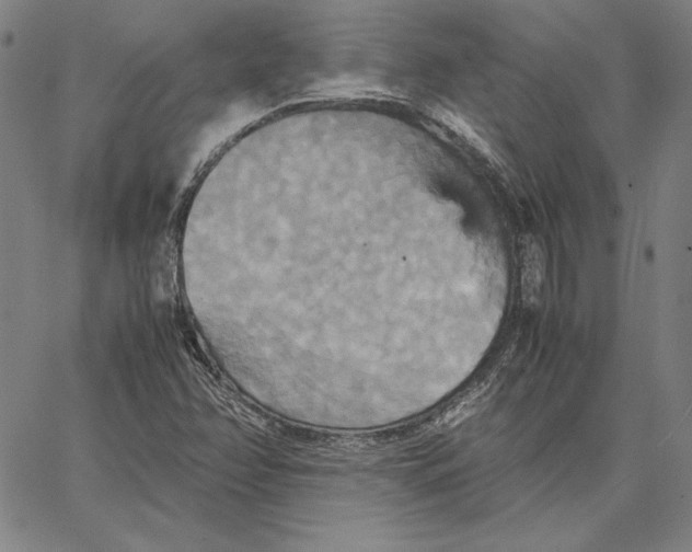 X0000066521358200604071541