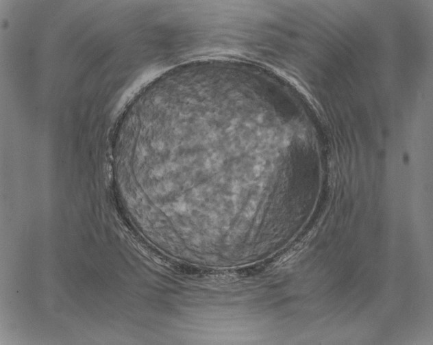 X0000066521363200604071541