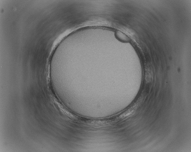 X0000066521366200604071541