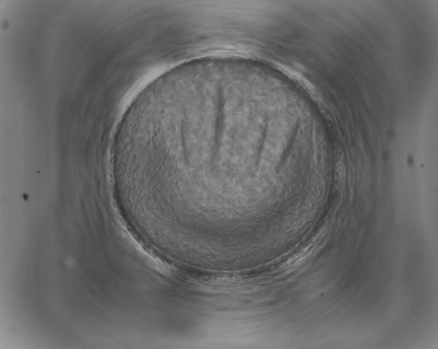 X0000066521375200604071541