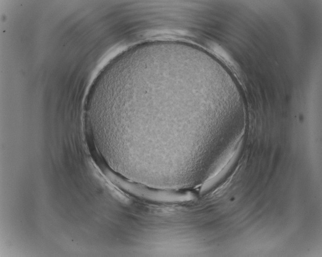 X0000066521384200604071541