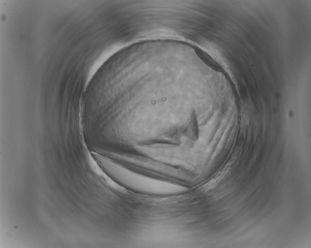 X0000066521390200604071541