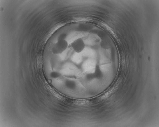 X0000066521417200604071540