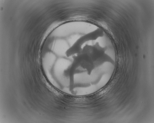 X0000066521421200604071541