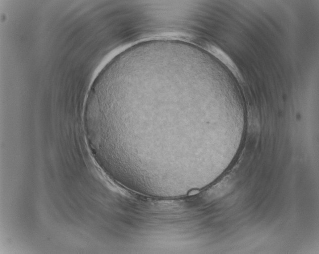 X0000066521436200604071541