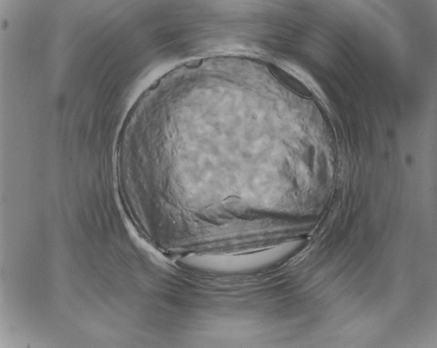 X0000066521439200604071541