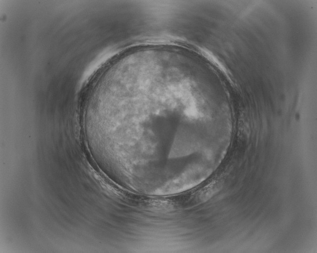 X0000066521456200604071540