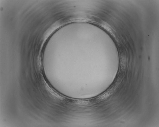 X0000066521466200604071540