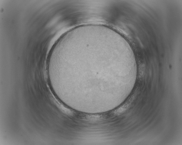 X0000066521470200604071540