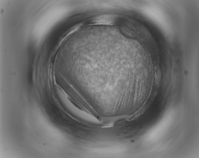 X0000066521487200604071539