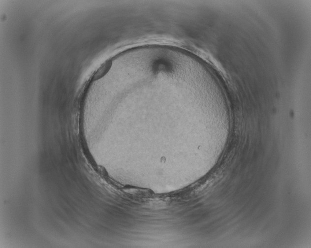 X0000066521504200604071539