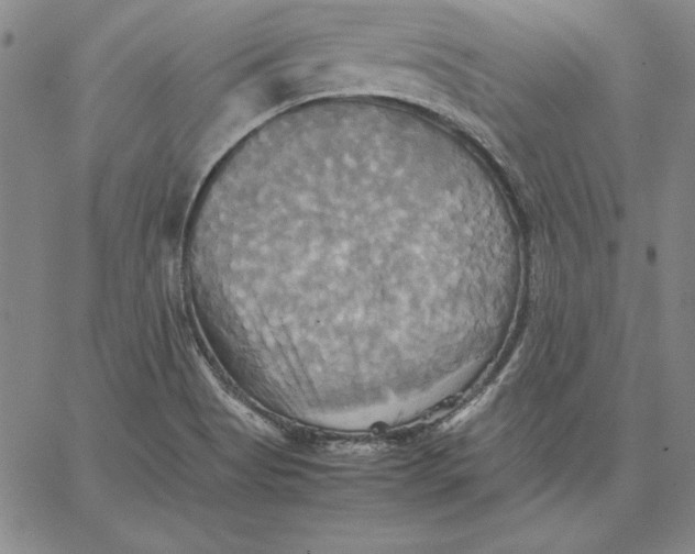 X0000066521513200604071539