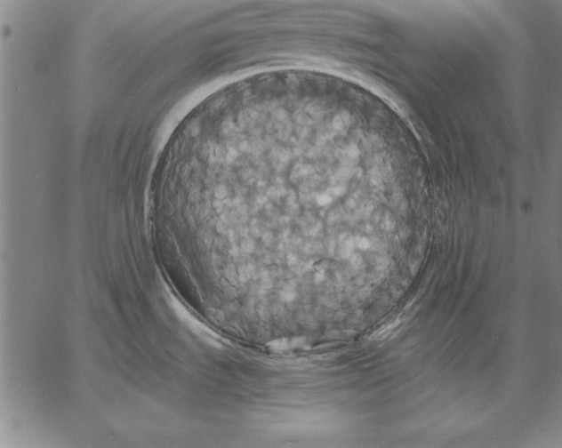 X0000066521535200604071539