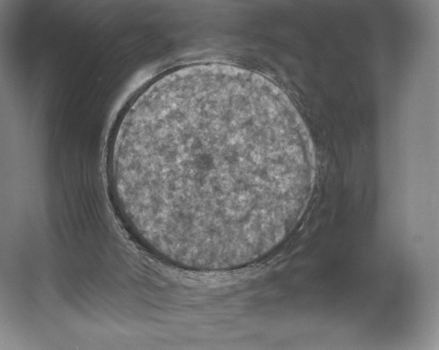 X0000066520006200604141826