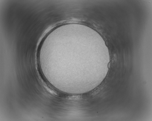 X0000066520102200604141824