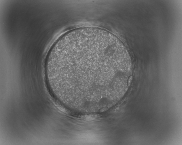 X0000066520103200604141824