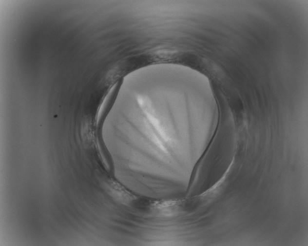 X0000066520186200604141823