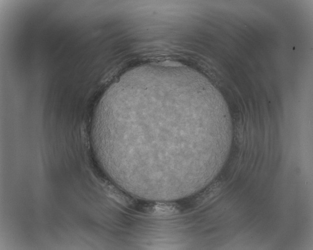 X0000066520270200604141821