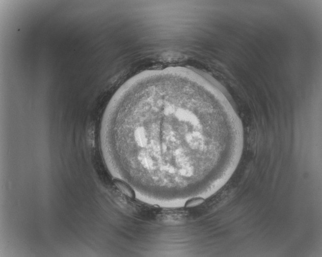 X0000066520368200604141820