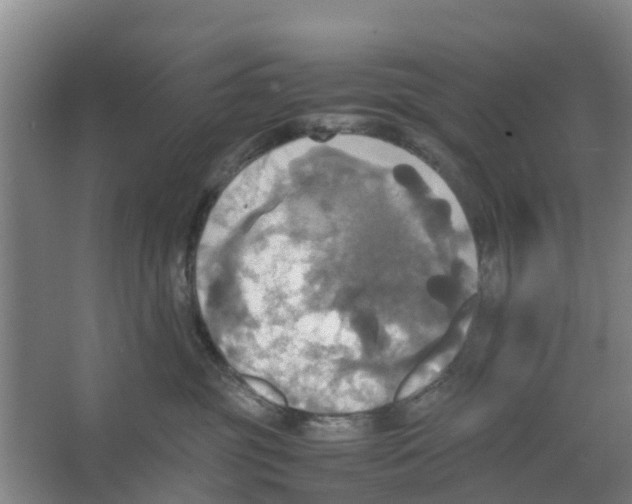 X0000066520381200604141820