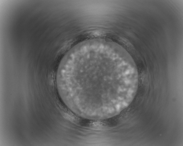 X0000066520423200604141819