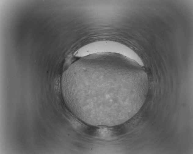 X0000066520425200604141819