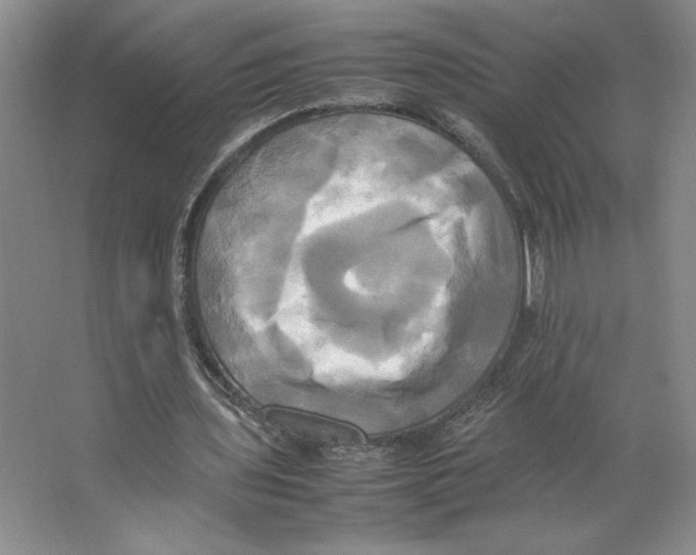 X0000066520435200604141818