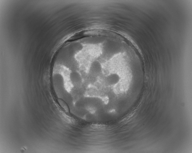 X0000066520437200604141818