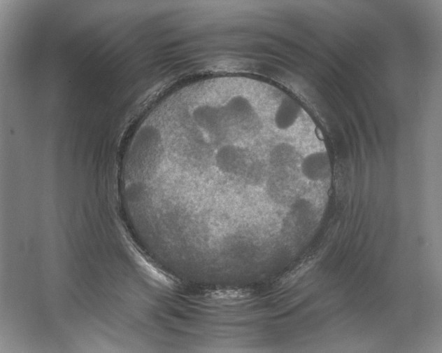 X0000066520445200604141818