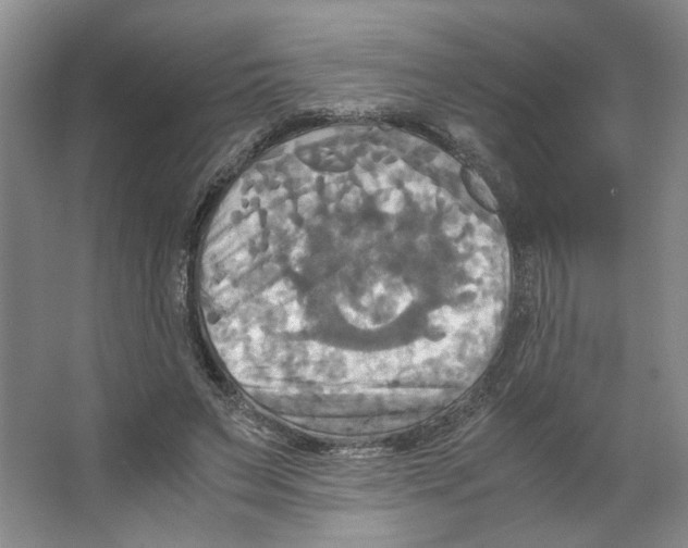 X0000066520495200604141817