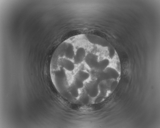 X0000066520515200604141817