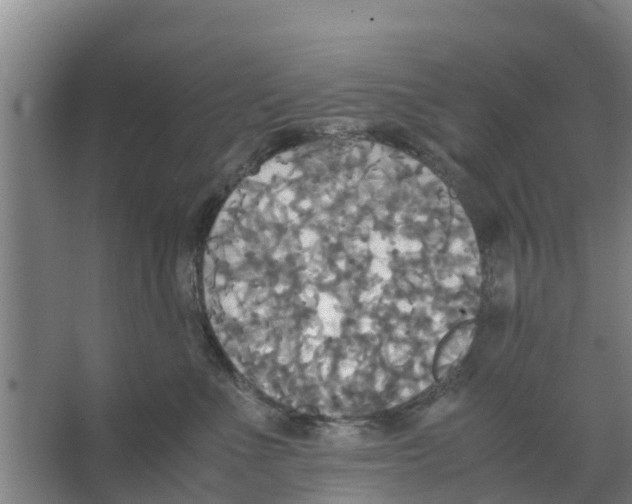 X0000066520523200604141817