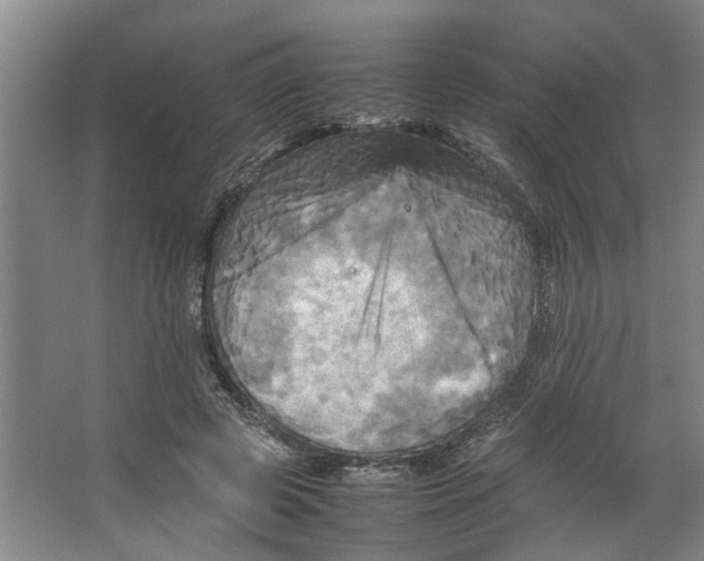 X0000066520545200604141816