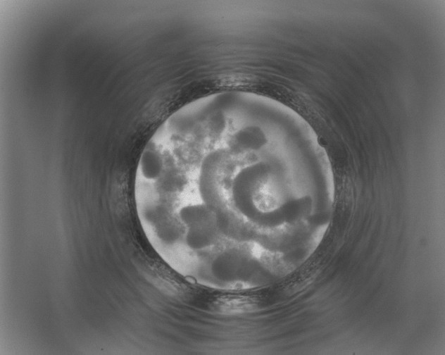 X0000066520557200604141817