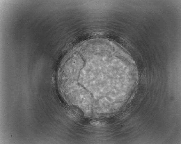 X0000066520561200604141817