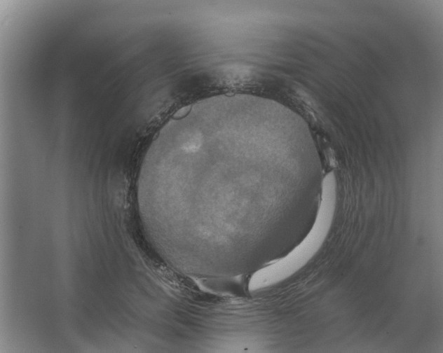 X0000066520750200604141813