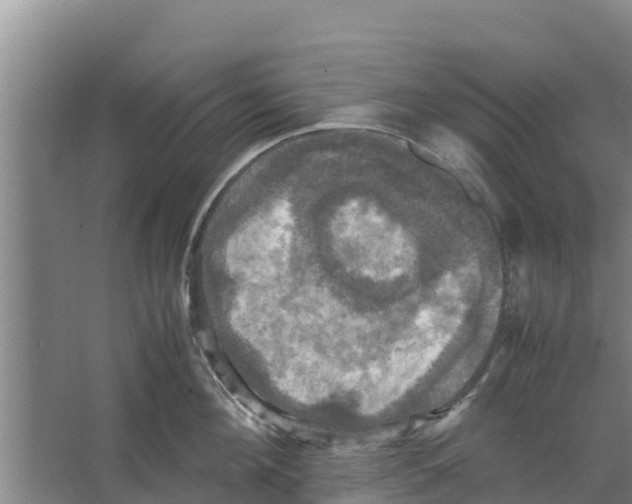 X0000066520908200604141811