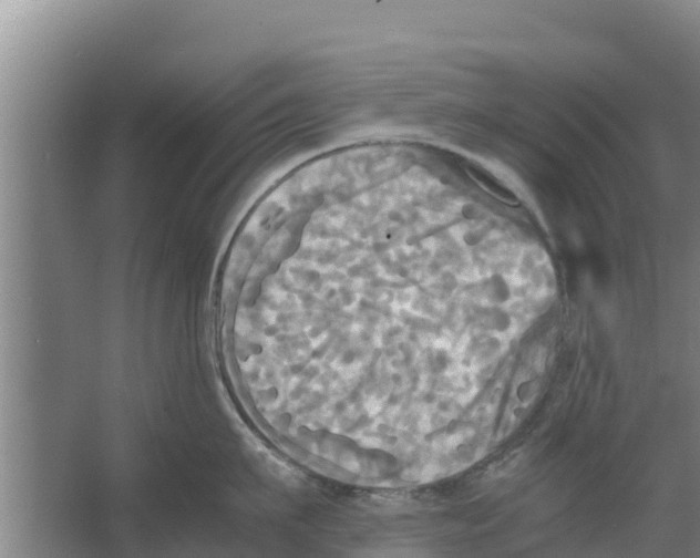 X0000066520911200604141810