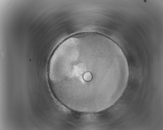 X0000066520950200604141810