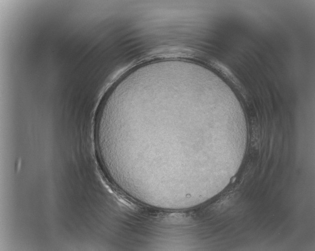 X0000066520986200604141809