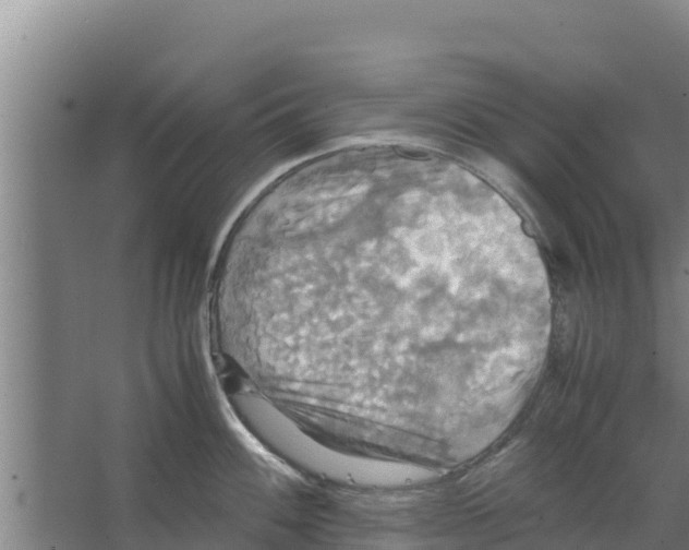 X0000066521100200604141807