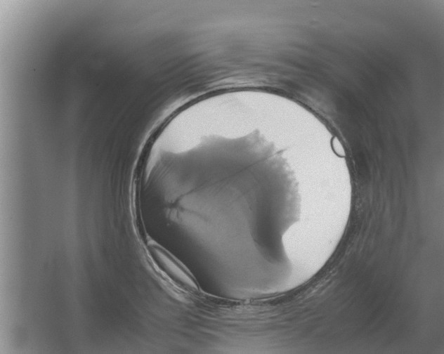 X0000066521179200604141806