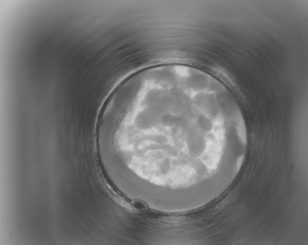 X0000066521236200604141805