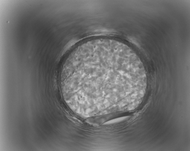 X0000066521259200604141805