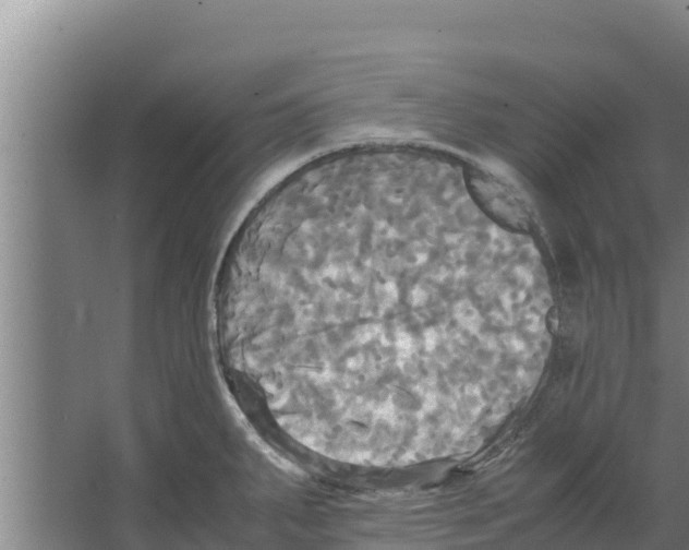 X0000066521287200604141804