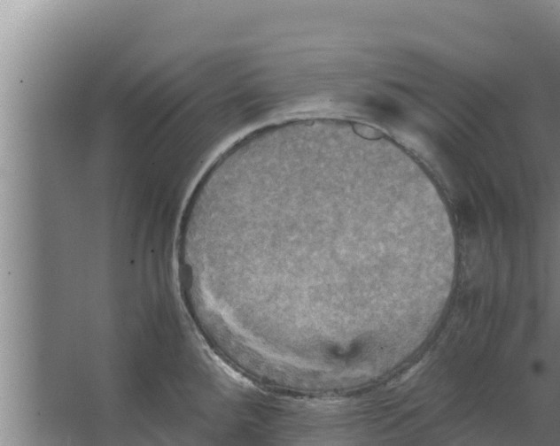 X0000066521288200604141804